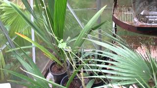 Growing Palm Trees on Salt Spring Island Canada [upl. by Hanej]