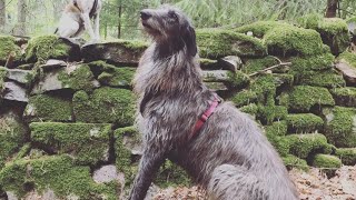 Scottish Deerhound [upl. by Maiah40]