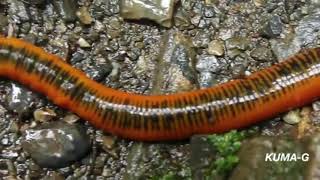 leech eat worm new video [upl. by Marten]