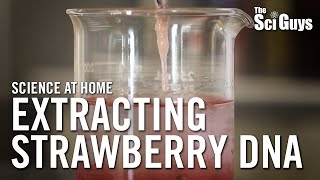 The Sci Guys Science at Home  SE2  EP15 Extracting Strawberry DNA [upl. by Lemyt]