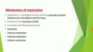 Mechanism of Respiration [upl. by Ilram452]