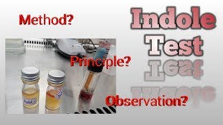 Indole Test Microbiology [upl. by Hashum801]