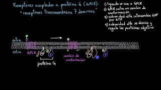 Receptores acoplados a proteína G  Khan Academy en Español [upl. by Almire861]