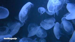 Vissen en kwallen in het berlijnse Acquarium [upl. by Woolley]