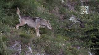 Lupo contro cinghiale ocinghiale contro lupo canis lupus italicus  sus scrofa [upl. by Remot]