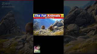 The fat Animals 😃 shorts comedy amazingfacts [upl. by Standish]