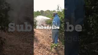 Agriculture pesticide spray fumigationservices fumigation pestmanagement [upl. by Siroved]