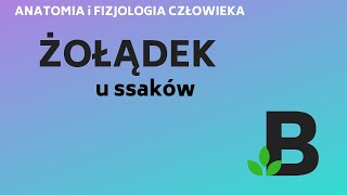 ŻOŁĄDEK u ssaków budowa i funkcje  ANATOMIA i FIZJOLOGIA człowieka  KOREPETYCJE z BIOLOGII  255 [upl. by Eiro]