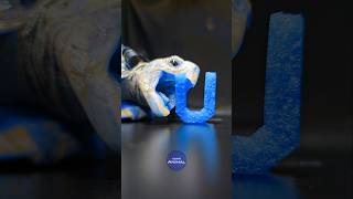 ASMR Mukbang Ultimate Blue Food 💙 Turtle Tortoise [upl. by Natika]