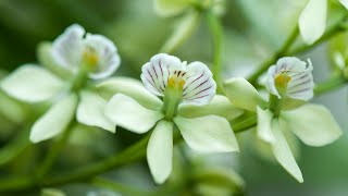 Episode 8 Prosthechea radiata fills the air in our greehouse with a delicious scent August 2021 [upl. by Nicko441]