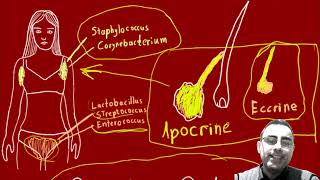 Antiperspirants cause breast cancer Deodorants and antiperspirants and how do they work [upl. by Calore919]