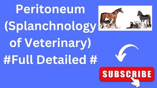 PeritoneumVeterinary AnatomySplanchnology of Veterinary [upl. by Ixel]