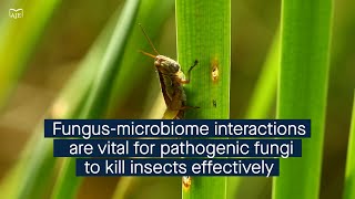 Pathogenic fungi interact with the host microbiome as an effective biopesticide [upl. by Meeharbi]