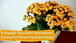 How to Care for Flowering Kalanchoes Indoors  Joy Us Garden [upl. by Chloras]