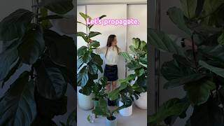 Love the Fiddle Leaf Fig Lets Make Another amp Propagate the Ficus Lyrata plants houseplants FLF [upl. by Hettie]