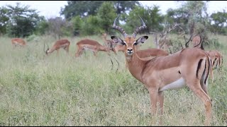 Impala Showdown [upl. by Anihcak]