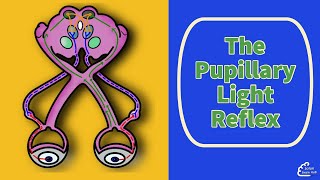 The Pupillary Light Reflex [upl. by Kalmick]