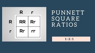 Genotypic Ratios and Phenotypic Ratios for Punnett Squares [upl. by Cariotta]