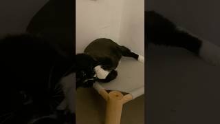 Nice catch🐾🐈‍⬛catshorts cat tuxedocat meow catlover [upl. by Aekahs350]