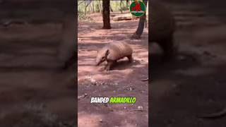 This is the sevenbanded Armadillo that originated in Brazil watch more facts￼ [upl. by Stouffer240]