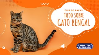 TUDO SOBRE O GATO BENGAL 🐆  Guia de Raças Chemitec [upl. by Zebada921]