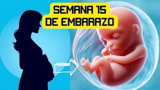 Semana 15 de embarazo [upl. by Diandre]