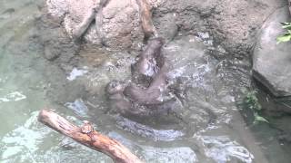 Otters at the Kansas City Zoo [upl. by Aiasi438]