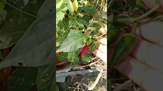 How to Grow Super Spicy Pepper Plantsshortschilliplantsgardening ytshort [upl. by Naltiac]