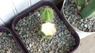 2 Years 7 Month Trichocereus Bridgesii and Pachanoi Seedlings from seed [upl. by Golightly]