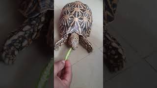 Tortoeating indian okara [upl. by Alle]