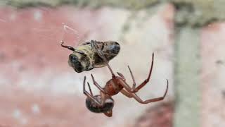 False Widow Spider takes a Bee [upl. by Purcell]