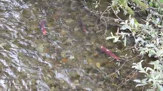 Watching Salmon run up the creek Alaska [upl. by Abernon]