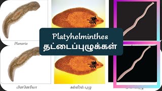 Phylum Platyhelminthes in tamil Flatworms [upl. by Kay445]