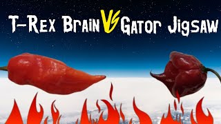 Worlds Hottest Pepper Hotter Than A Carolina Reaper  Gator Jigsaw Purple TRex Brain [upl. by Farrar]