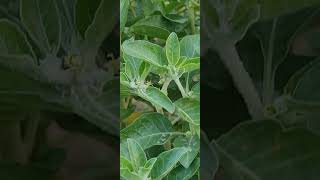 Ashwagandha Plant trending viral video satisfying gardening reels youtube explore asmr [upl. by Rafaela]