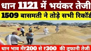 धान के भाव 18 नवंबर 2024  dhan ke bhav  1509 dhan ke bhav  basmati dhan mandi bhav paddy 2024 [upl. by Nobel]