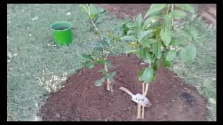 Planting Lemon and Lime Citris trees in the same hole [upl. by Ellenad]