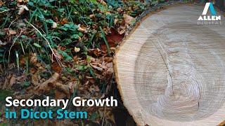 Anatomy of Flowering Plants  Secondary Growth in Dicot Stem  Biology  Allen Digital [upl. by Savitt]