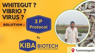 Farmer Feedback No 39  3P Protocol  About WHITEGUTVIBRIOVIRUS [upl. by Ubald]