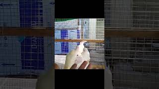 White crow birds shortvideo viralreel [upl. by Studner]