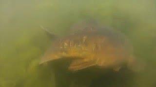 Farlows Lake Carp Spawning 2016 [upl. by Ynnattirb]