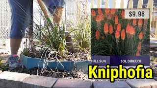 Propagating Kniphofia through division [upl. by Kress]