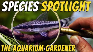 Meet the Adorable Otocinclus Catfish  Otocinclus vittatus  Best Algae Eating Fish [upl. by Markman897]