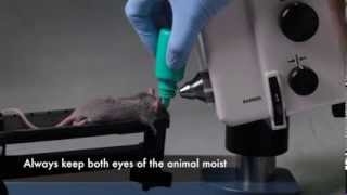 Micron IV Retinal Imaging Microscope Training Video [upl. by Yv]