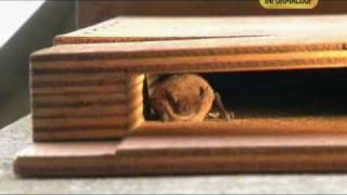 Pipistrelli nelle BatBox sul Torrino della Specola a Firenze Museo di Storia Naturale [upl. by Adnahsar852]