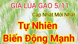 Giá lúa amp gạo hôm nay 5112024 Bảng giá lúa  sức ép không ngừng tăng lên đối với nguồn cung [upl. by Amsirak]