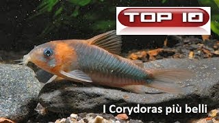 Top 10 Corydoras più belli in acquario 🐠 [upl. by Winny]