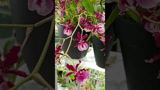 Oncidium Sharry baby Ruby Doll a favorite semihydro orchid plants [upl. by Domella]