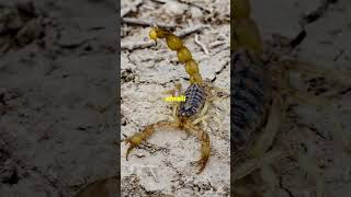 How Long Do Scorpions Live 🦂 facts wildlife scorpion [upl. by O'Grady]