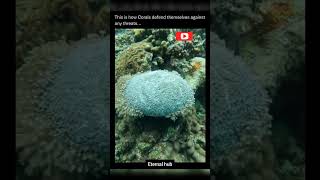 How corals protects themselves ETERNAL HUB  shorts eternalhub science sciencehub [upl. by Hendrix805]